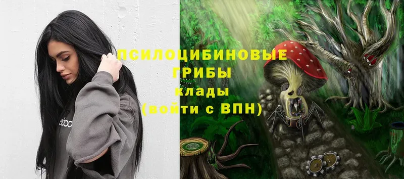 Галлюциногенные грибы Psilocybe  купить   Волосово 